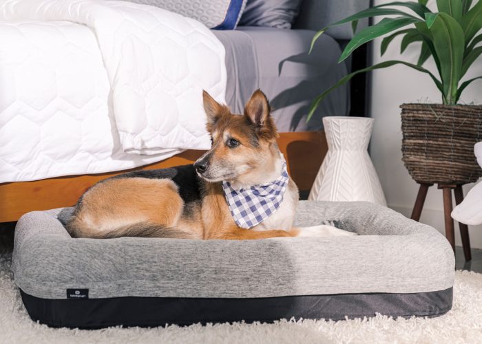 Performance - Small Dog Bed - Gray - Image 3