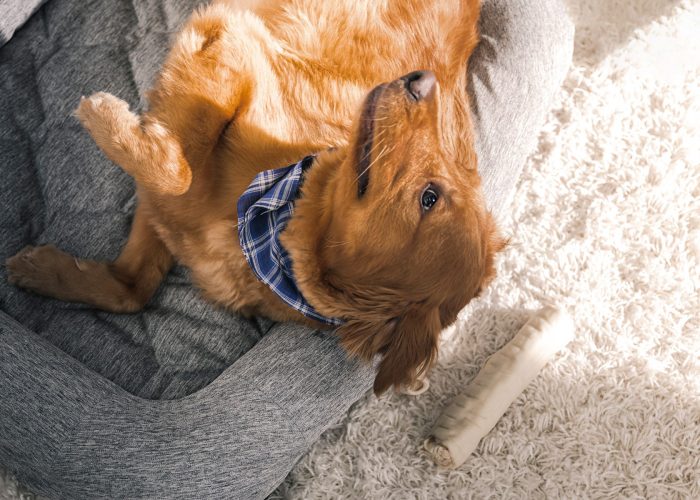 Performance - X-Large Dog Bed - Gray - Image 3