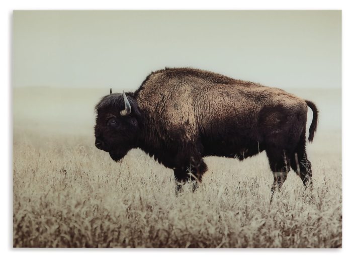 Brutus - Sepia - Wall Art - Image 2